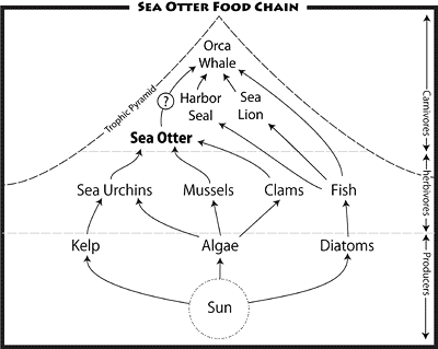 Food chain diagram