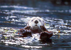 Sea Otter, photo courtesy of David Menke/US Fish and Wildlife Service